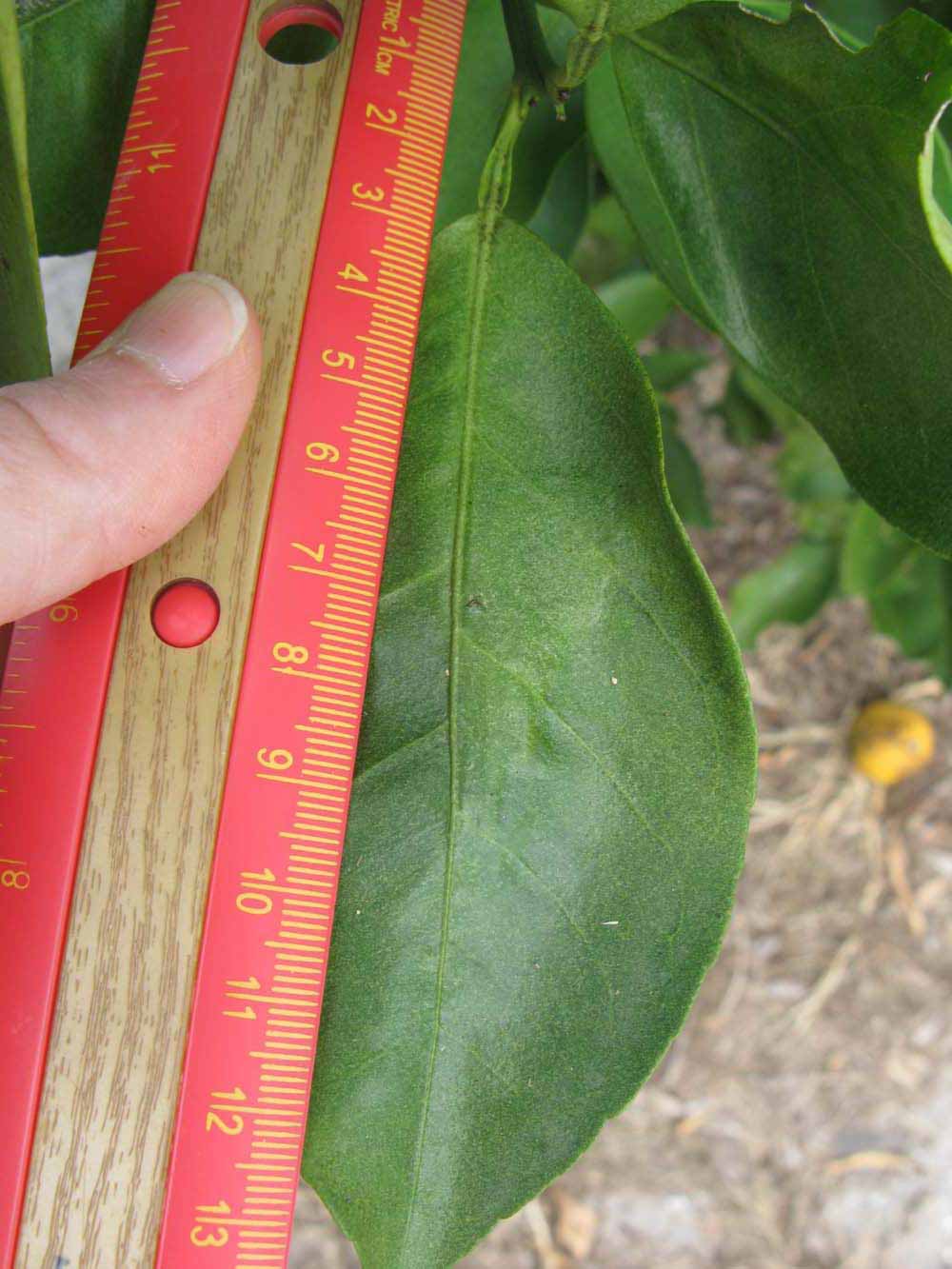              Unifoliolate leaf (Winter Haven, FL)       